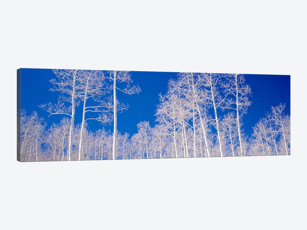 Low angle view of aspen trees in a forest, Utah, USA by Panoramic Images 1-piece Canvas Artwork
