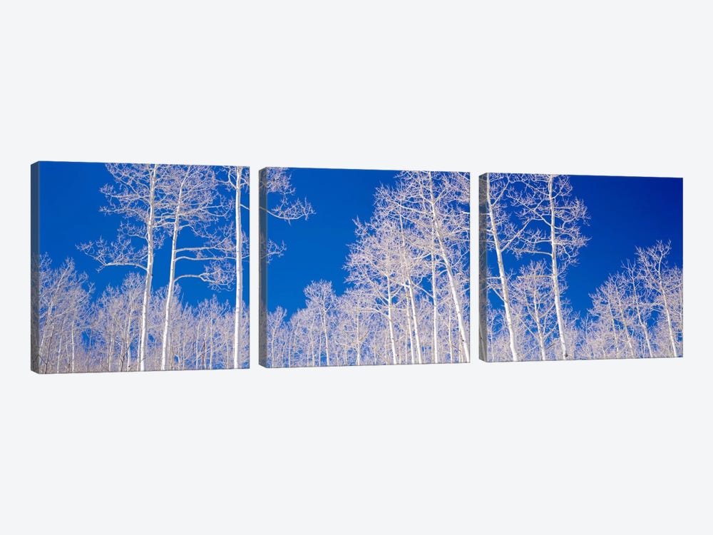Low angle view of aspen trees in a forest, Utah, USA by Panoramic Images 3-piece Canvas Art
