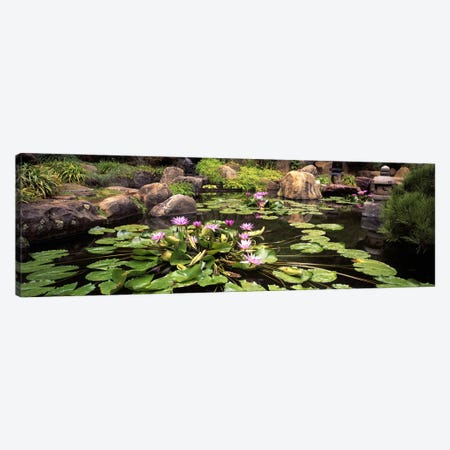 Lotus blossoms, Japanese Garden, University of California, Los Angeles, California, USA Canvas Print #PIM10951} by Panoramic Images Canvas Artwork