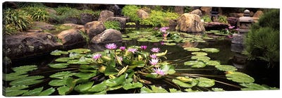 Lotus blossoms, Japanese Garden, University of California, Los Angeles, California, USA Canvas Art Print - Pond Art