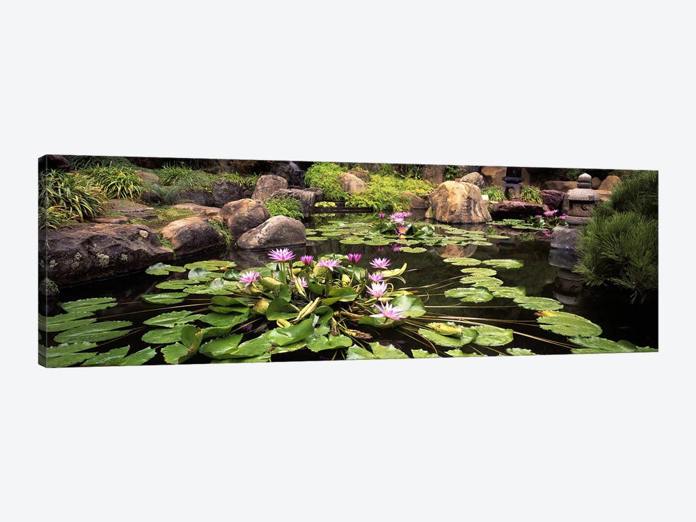 Lotus blossoms, Japanese Garden, University of California, Los Angeles, California, USA by Panoramic Images 1-piece Canvas Artwork