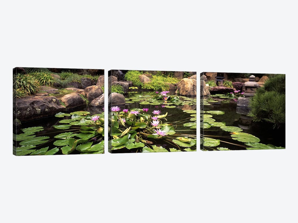 Lotus blossoms, Japanese Garden, University of California, Los Angeles, California, USA by Panoramic Images 3-piece Canvas Wall Art