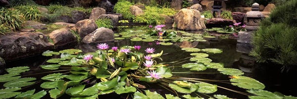 Los Angeles: Lotus blossoms, Japanese Garden, University of California, Los Angeles, California, USA by Panoramic Images