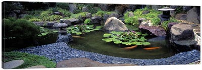 Lotus blossoms, Japanese Garden, University of California, Los Angeles, California, USA #2 Canvas Art Print - Pond Art