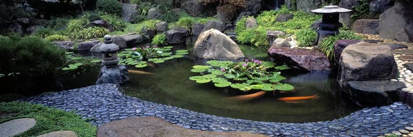 Ponds: Lotus blossoms, Japanese Garden, University of California, Los Angeles, California, USA #2 by Panoramic Images