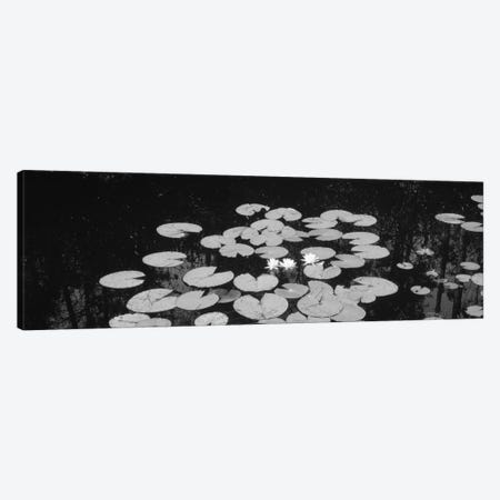High angle view of water lilies in a lake, Suwannee Canal, Okefenokee National Wildlife Refuge, Georgia, USA Canvas Print #PIM11006} by Panoramic Images Canvas Wall Art