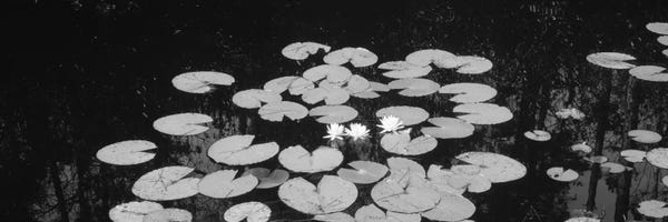 Black & White Florals: High angle view of water lilies in a lake, Suwannee Canal, Okefenokee National Wildlife Refuge, Georgia, USA by Panoramic Images