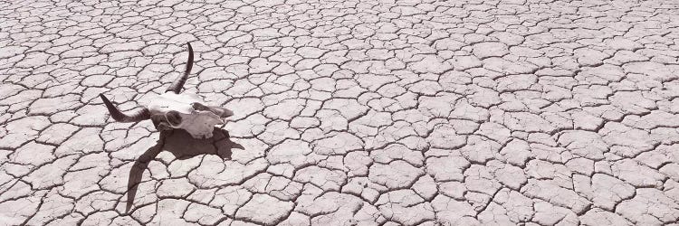 Skull on Desert Floor, USA, California, Mojave Desert