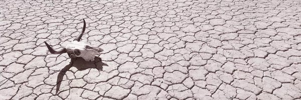 Sepia Photography: Skull on Desert Floor, USA, California, Mojave Desert by Panoramic Images