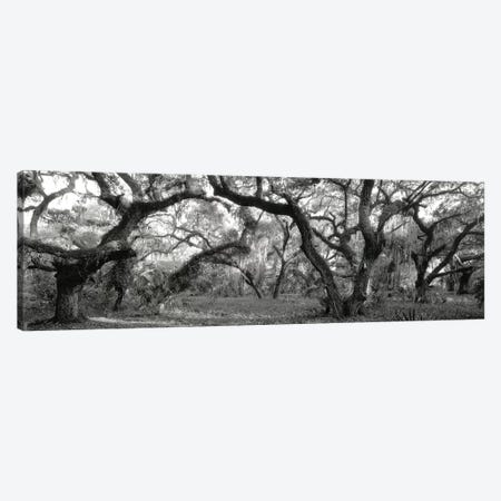 Oak Trees In A Forest, Lake Kissimmee State Park, Florida, USA Canvas Print #PIM11033} by Panoramic Images Canvas Art