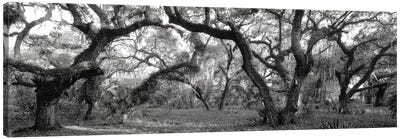 Oak Trees In A Forest, Lake Kissimmee State Park, Florida, USA Canvas Art Print - Oak Tree Art