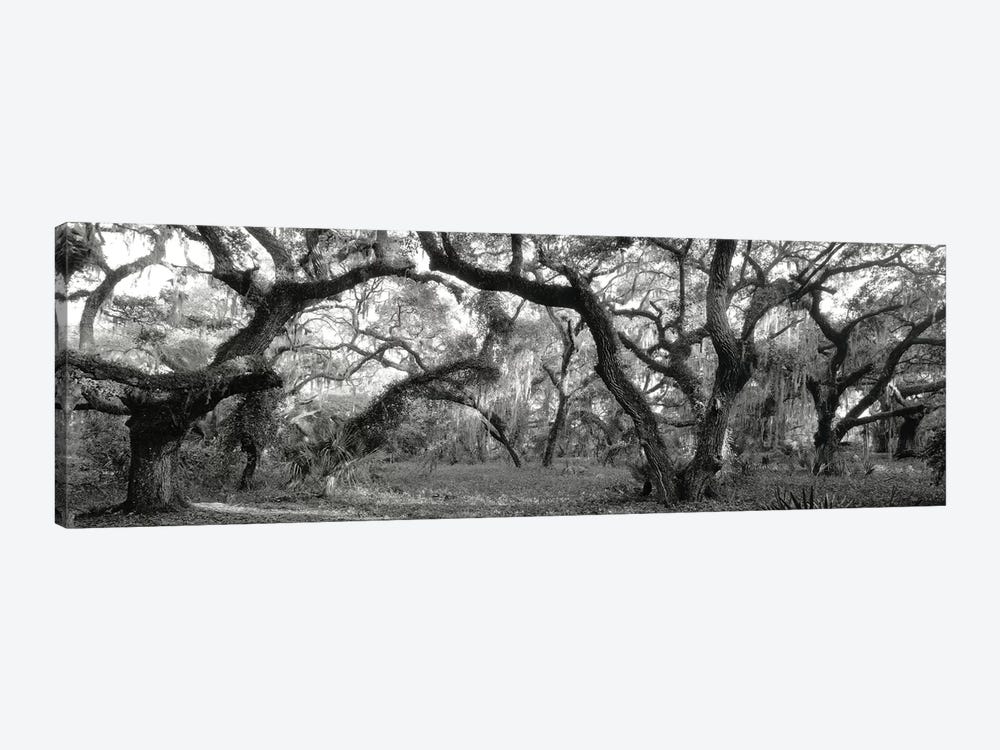 Oak Trees In A Forest, Lake Kissimmee State Park, Florida, USA by Panoramic Images 1-piece Canvas Artwork