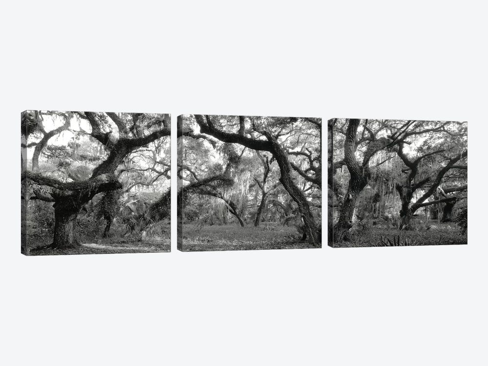 Oak Trees In A Forest, Lake Kissimmee State Park, Florida, USA by Panoramic Images 3-piece Canvas Artwork