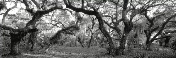 Panoramic Images: Oak Trees In A Forest, Lake Kissimmee State Park, Florida, USA by Panoramic Images