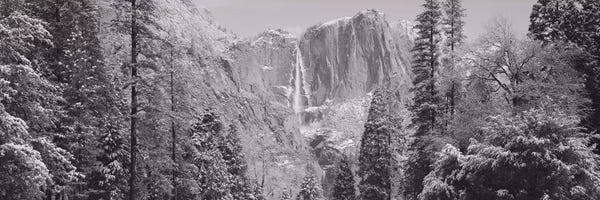 Evergreen Trees: Yosemite Falls, California, USA by Panoramic Images