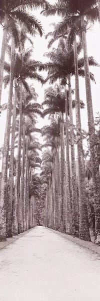 Brazil: Garden Path, Rio De Janeiro, Brazil by Panoramic Images