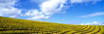 Mustard Fields, Napa Valley, California, USA by Panoramic Images multi panel art