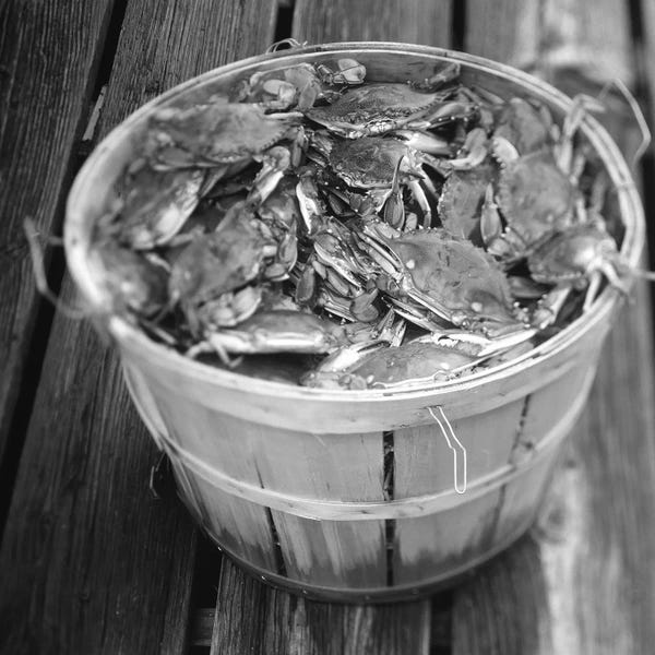 Maryland: High angle view of crabs in a basket, Maryland, USA by Panoramic Images