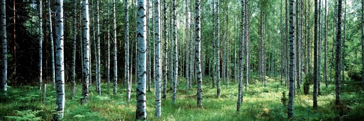 White Birches Aulanko National Park Finland