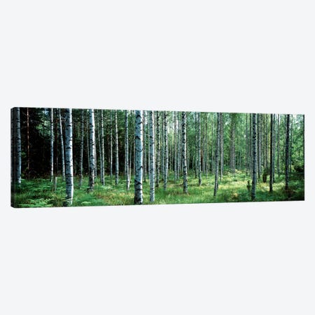 White Birches Aulanko National Park Finland Canvas Print #PIM1114} by Panoramic Images Canvas Wall Art