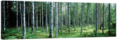 White Birches Aulanko National Park Finland Canvas Art Print - Wilderness Art