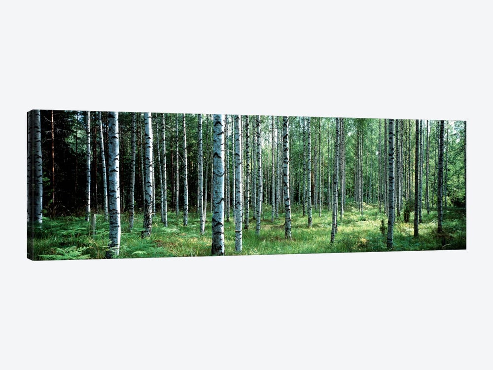 White Birches Aulanko National Park Finland by Panoramic Images 1-piece Canvas Artwork