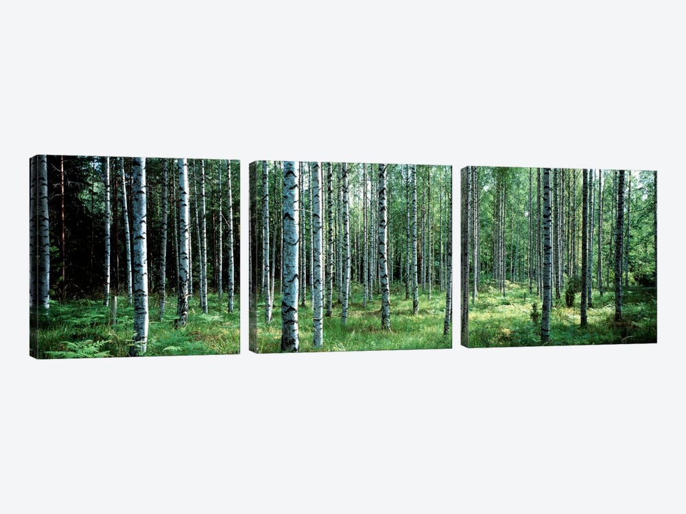 White Birches Aulanko National Park Finland by Panoramic Images 3-piece Canvas Art
