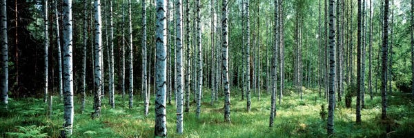 Panoramic Images: White Birches Aulanko National Park Finland by Panoramic Images