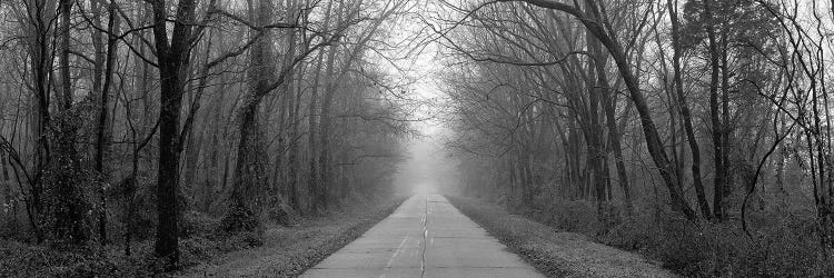 Foggy Tree Lined Road Illinois USA by Panoramic Images wall art