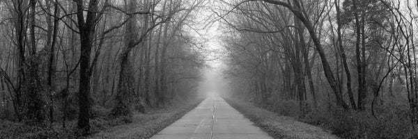 Foggy Tree Lined Road Illinois USA