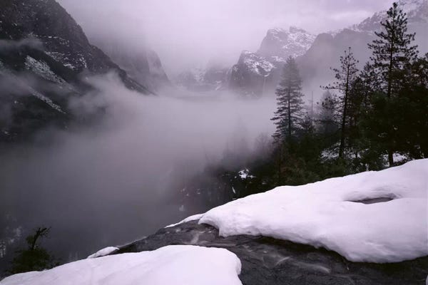 Evergreen Trees: USA, California, Yosemite National Park, Fog over the forest by Panoramic Images