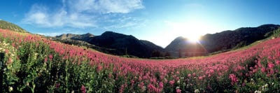 Albion Basin UT USA by Panoramic Images canvas print
