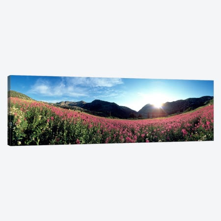 Albion Basin UT USA Canvas Print #PIM1117} by Panoramic Images Canvas Artwork