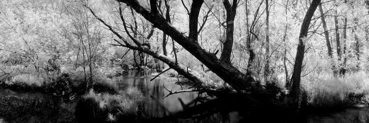 USA, Wisconsin, Stream of water flowing through a forest