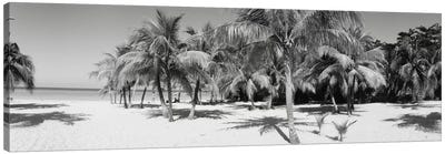 Palm Trees On The Beach In B&W, Negril, Jamaica Canvas Art Print - Tropical Beach Art