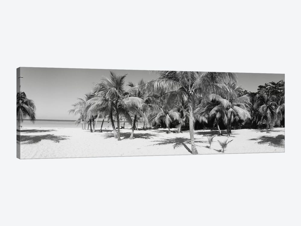 Palm Trees On The Beach In B&W, Negril, Jamaica by Panoramic Images 1-piece Canvas Art Print