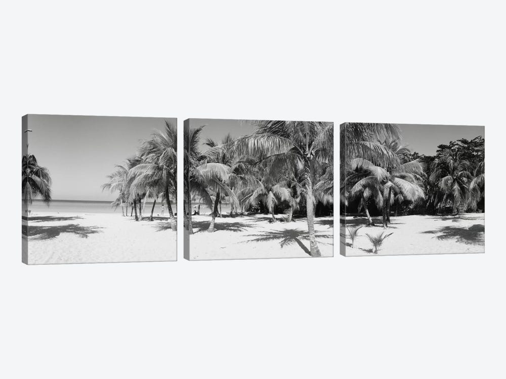 Palm Trees On The Beach In B&W, Negril, Jamaica by Panoramic Images 3-piece Canvas Art Print
