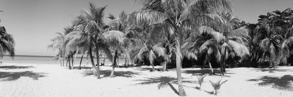 Tropical Beaches: Palm Trees On The Beach In B&W, Negril, Jamaica by Panoramic Images