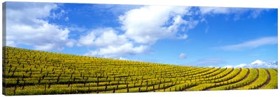 Mustard Fields, Napa Valley, California, USA Canvas Art Print - Country Scenic Photography