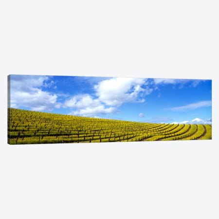 Mustard Fields, Napa Valley, California, USA Canvas Print #PIM111} by Panoramic Images Canvas Art