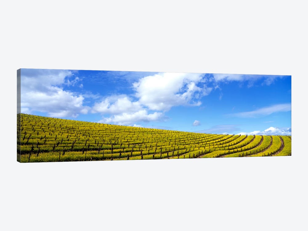 Mustard Fields, Napa Valley, California, USA by Panoramic Images 1-piece Canvas Art Print