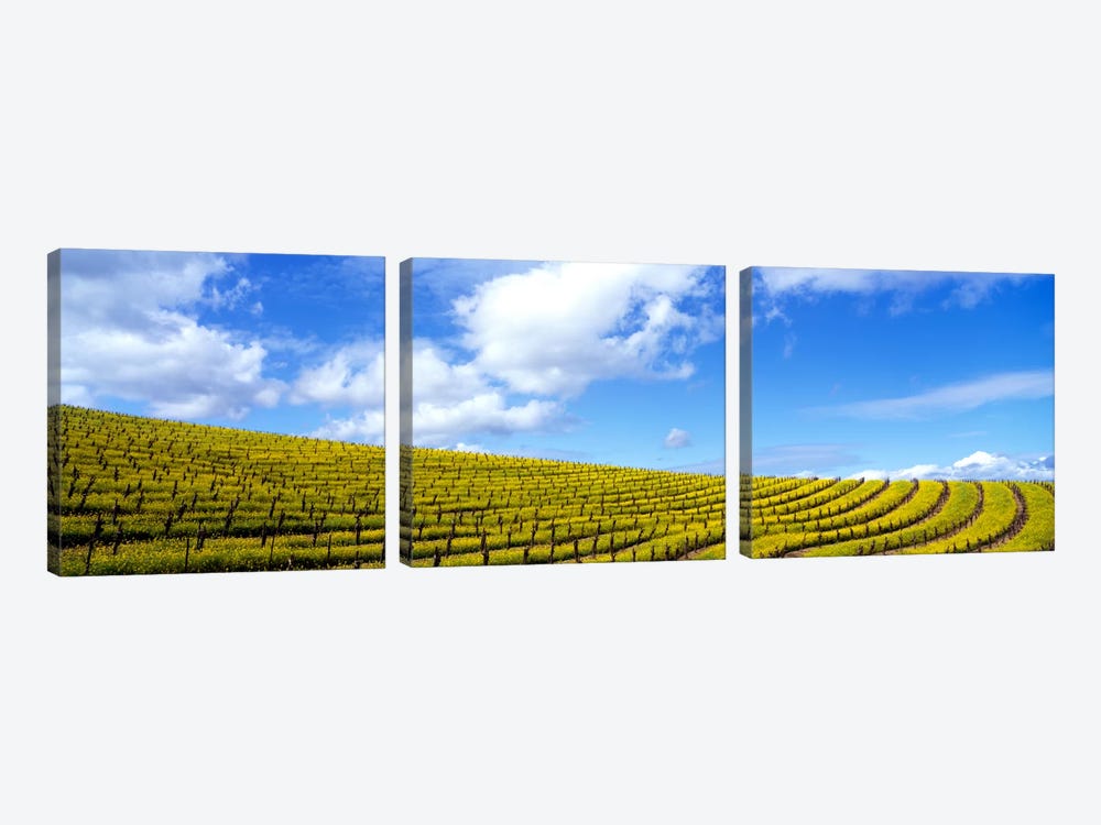 Mustard Fields, Napa Valley, California, USA by Panoramic Images 3-piece Art Print