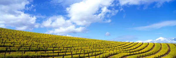 Napa Valley: Mustard Fields, Napa Valley, California, USA by Panoramic Images