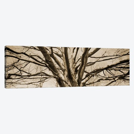 Low angle view of a bare tree Canvas Print #PIM11215} by Panoramic Images Canvas Print