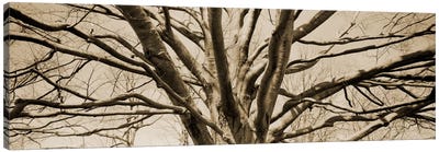 Low angle view of a bare tree Canvas Art Print - Sepia Photography