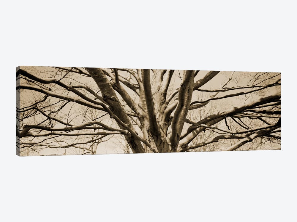 Low angle view of a bare tree by Panoramic Images 1-piece Canvas Print