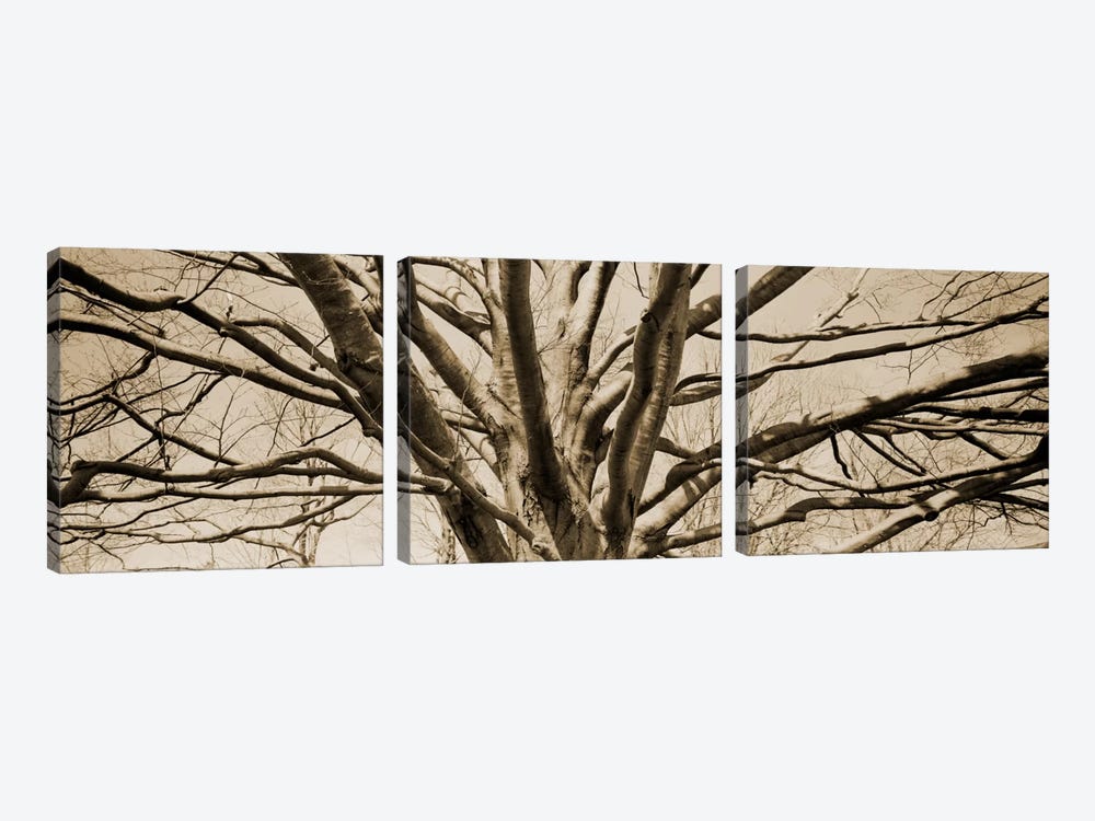 Low angle view of a bare tree by Panoramic Images 3-piece Art Print
