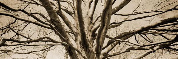 Sepia Photography: Low angle view of a bare tree by Panoramic Images
