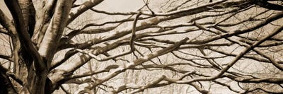 Low angle view of a bare tree 2 by Panoramic Images acrylic art print
