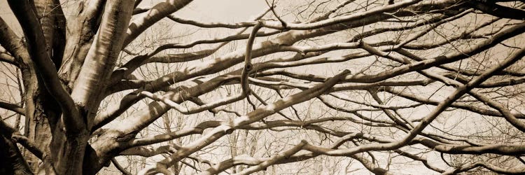 Low angle view of a bare tree 2